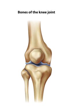 Diz anatomisi. İzole vektör illüstrasyonu