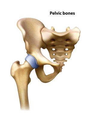 Pelvis kemikleri. İzole vektör illüstrasyonu