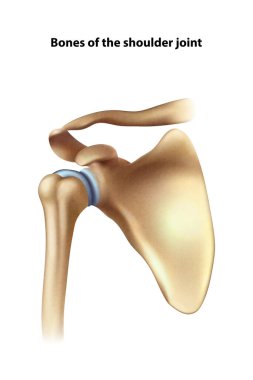 Omuz anatomisi. İzole vektör illüstrasyonu