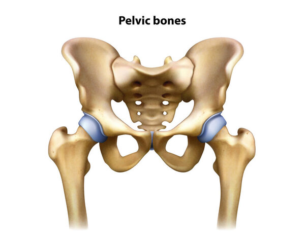 Anatomy pelvis. Isolated vector illustration