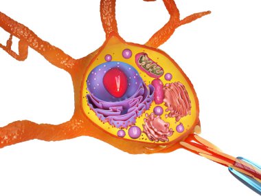 Nöron, sinir hücresi akson ve miyelin kılıf maddesi akson detaylı anatomi illüstrasyonunu sarar. 3d illüstrasyon