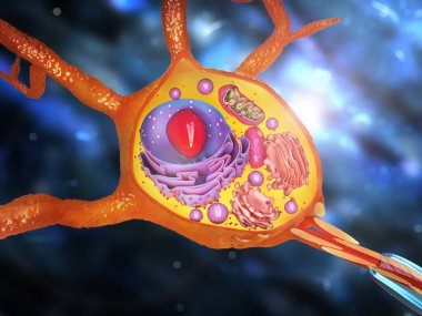 Nöron, sinir hücresi akson ve miyelin kılıf maddesi akson detaylı anatomi illüstrasyonunu sarar. 3d illüstrasyon