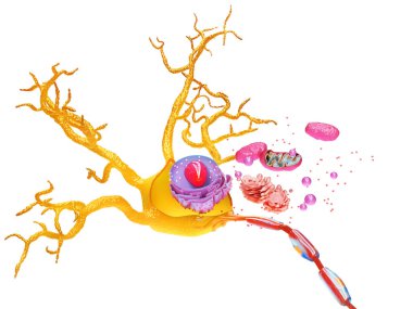 Nöron, sinir hücresi akson ve miyelin kılıf maddesi akson detaylı anatomi illüstrasyonunu sarar. 3d illüstrasyon