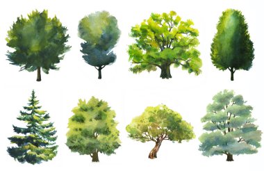 Watercolor set of trees hand drawn on white background