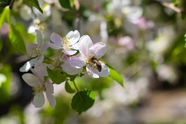 Bee Collecting Pollen Tree Blooming Flowers Spring — Stock Photo, Image