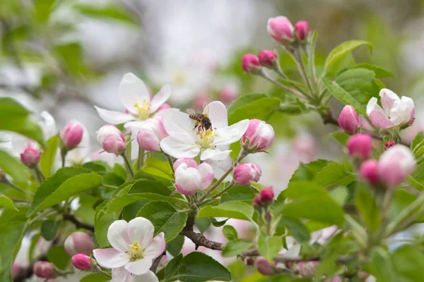 Primavera Árbol Flores Blanco Rosa Abeja Recoger Polen — Foto de Stock