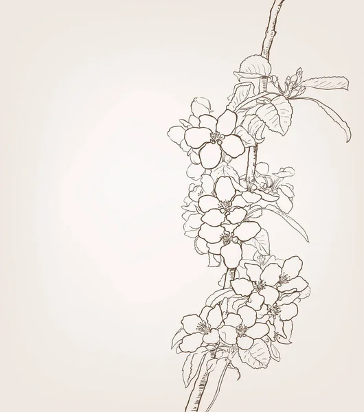 Dibujo Flores Cerezo Árbol Floreciente Ilustración Arte Línea Primavera Vector — Archivo Imágenes Vectoriales
