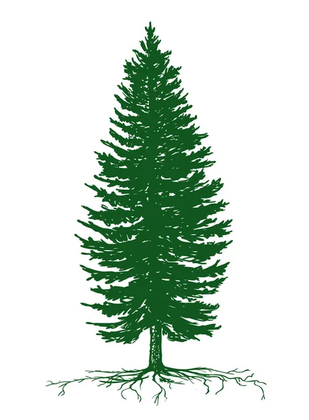 Árvore Abeto Com Raízes Ilustração Vetorial Cor Verde Símbolo Natureza — Vetor de Stock