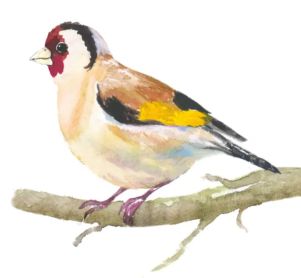 Watercolor Illustration Goldfinch Sitting Twig Hand Drawn White Background — Stock Photo, Image