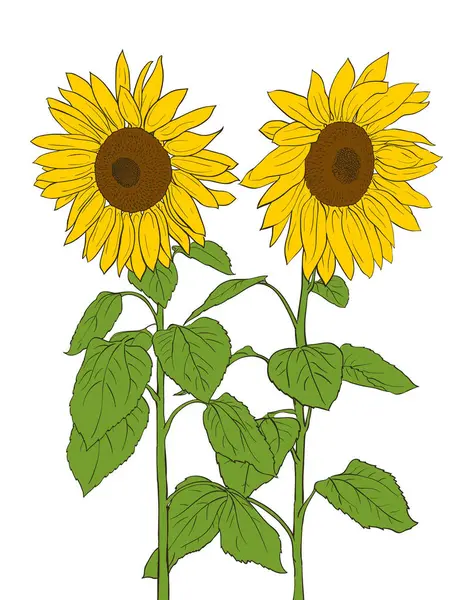 Beyaz arka planda iki ayçiçeği, yaz için el çizimi illüstrasyon, tarım temalı tasarım