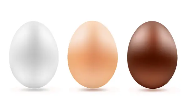 一组现实的鸡蛋在白色背景上的例证 矢量说明 — 图库矢量图片#