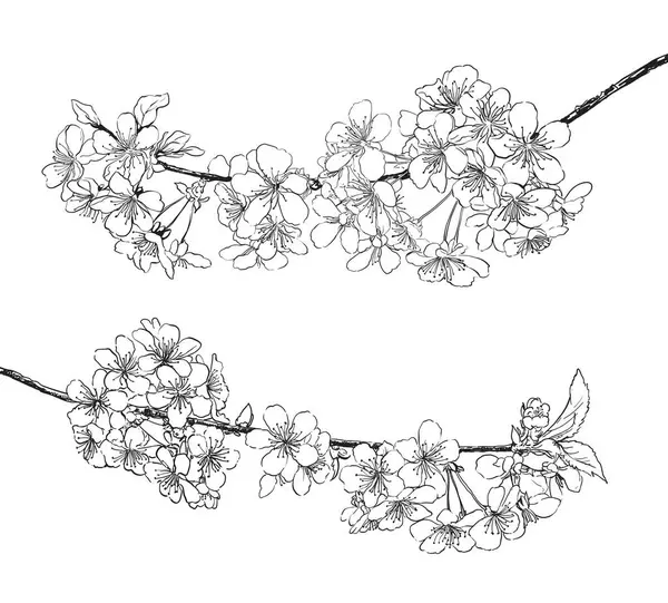 Весняні Квіти Лінії Лінії Мистецтва Малюнок Фонової Колекції Векторна Ілюстрація — стоковий вектор