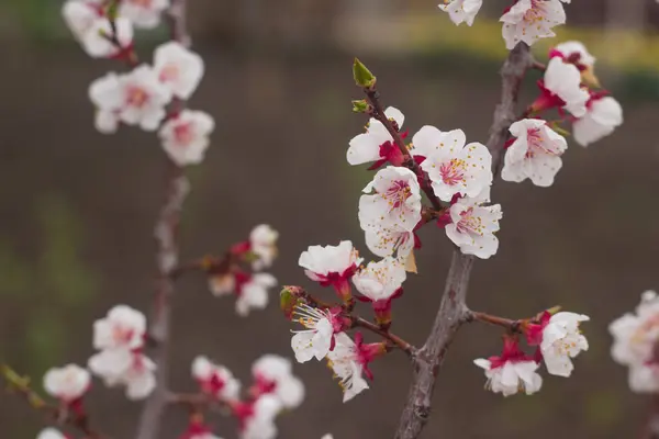 Tavaszi Szilva Virágok Közelkép Mint Természet Háttér — Stock Fotó