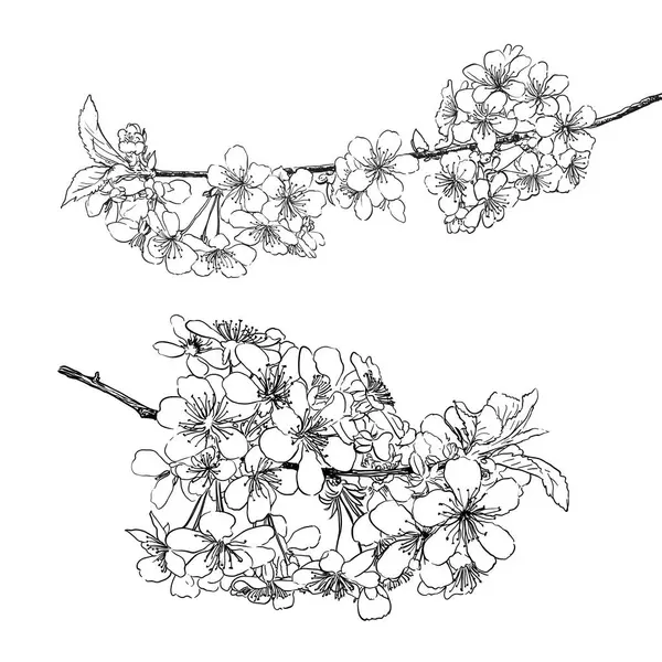 Frühlingsbaumblüten Linie Kunst Zeichnung Schwarz Auf Weißem Hintergrund Sammlung Vektorillustration — Stockvektor