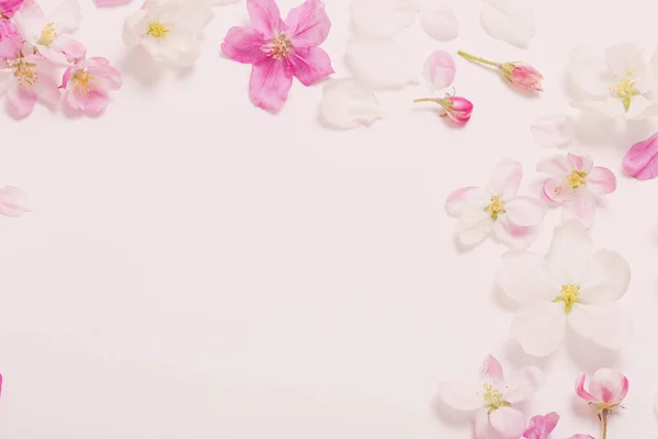 Ροζ Και Λευκά Άνθη Μήλου Λευκό Φόντο — Φωτογραφία Αρχείου