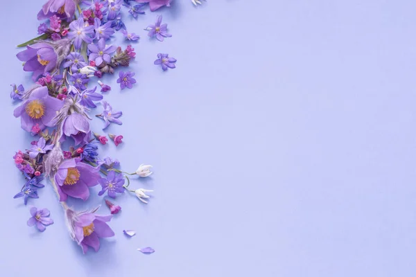 Красивые Весенние Цветы Фиолетовом Фоне — стоковое фото
