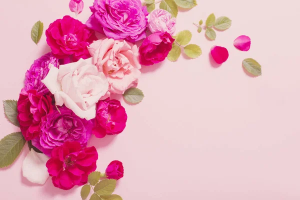 Красиві Троянди Рожевому Паперовому Фоні — стокове фото