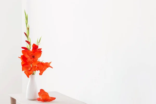 Gladiole Rouge Vase Sur Fond Blanc — Photo