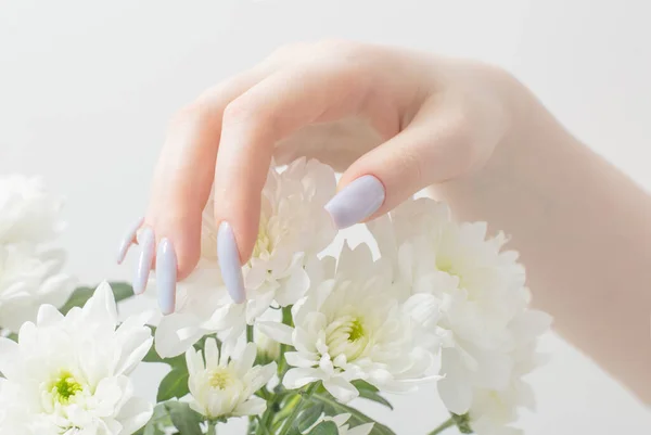 Mãos Femininas Com Belas Flores Manicure Crisântemo — Fotografia de Stock