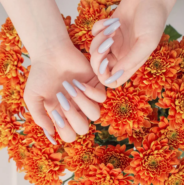 Γυναικεία Χέρια Όμορφο Μανικιούρ Και Χρυσάνθεμα Λουλούδια — Φωτογραφία Αρχείου