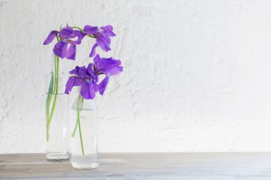 arka plan beyaz eski duvarda vazo içinde iris