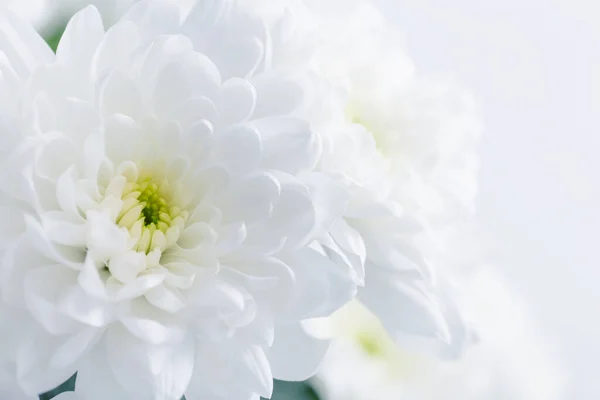Красиві Білі Хризантеми Крупним Планом — стокове фото