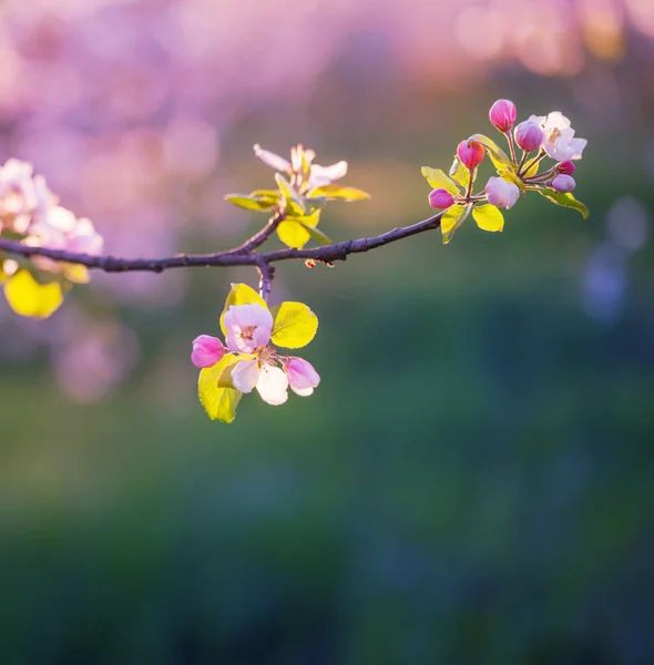 Розовые Белые Яблочные Цветы Солнечном Свете Открытом Воздухе — стоковое фото