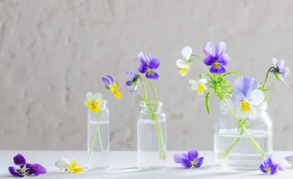 Viola Bloemen Glazen Potten Witte Achtergrond — Stockfoto