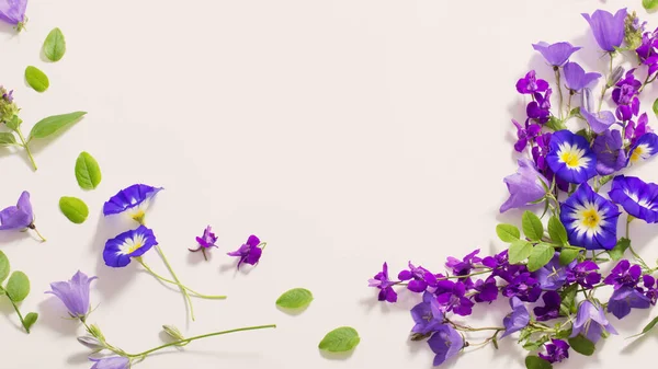 Flores Azules Verano Sobre Fondo Blanco — Foto de Stock