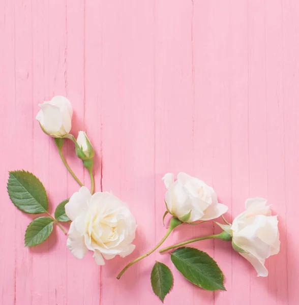 Rosas Blancas Sobre Fondo Madera Rosa — Foto de Stock