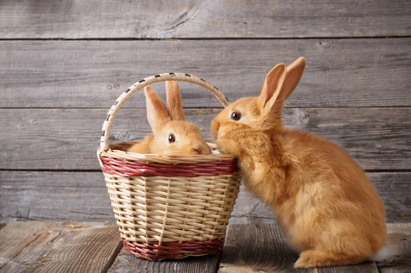 Två Röda Kaniner Gamla Trä Bakgrund — Stockfoto
