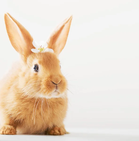 Червоний Кролик Весняними Квітами Білому Тлі — стокове фото