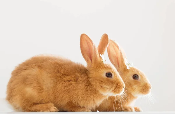 Två Röda Kaniner Med Våren Blommor Vit Bakgrund — Stockfoto