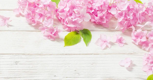 Roze Hortensia Witte Houten Achtergrond — Stockfoto