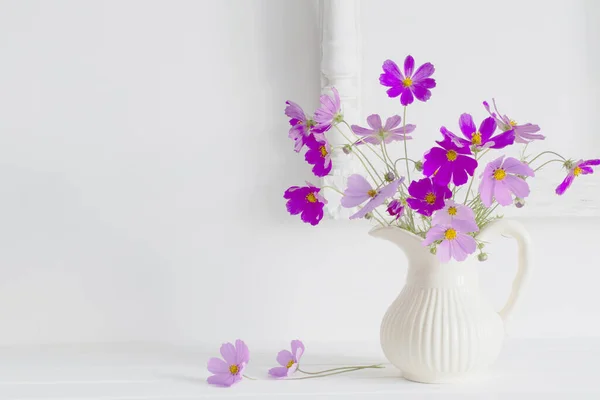 白色背景的壶中的紫色Kosmeya — 图库照片