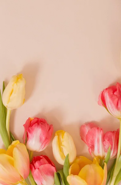 Gelbe Und Rote Tulpen Auf Beigem Hintergrund — Stockfoto
