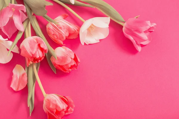 Hermosos Tulipanes Rosados Blancos Sobre Fondo Papel Rosa — Foto de Stock
