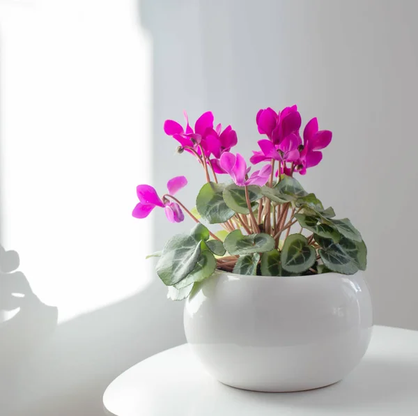 Cyclamen Flowerpot Background White Wall — Stock Photo, Image