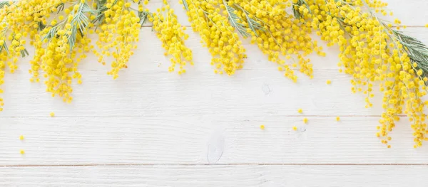 Bloeiende Mimosa Witte Houten Achtergrond — Stockfoto