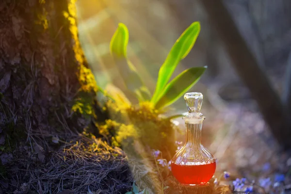 Potion Magique Bouteille Dans Forêt Fées — Photo