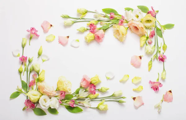 Ram Våren Vackra Blommor Vit Bakgrund — Stockfoto