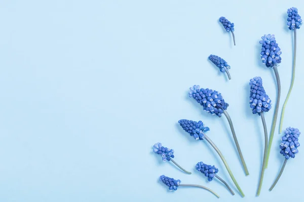 Muscari Květiny Modrém Papíře Pozadí — Stock fotografie
