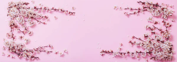 Цветы Вишни Фоне Розовой Бумаги — стоковое фото