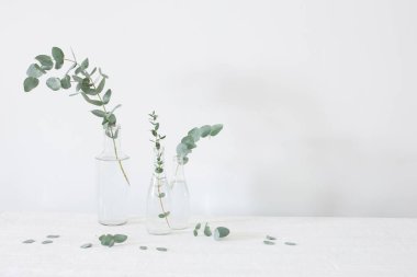 Beyaz arka planda cam şişelerde okaliptüs