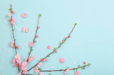 Mavi arka planda çiçek açan badem dalları
