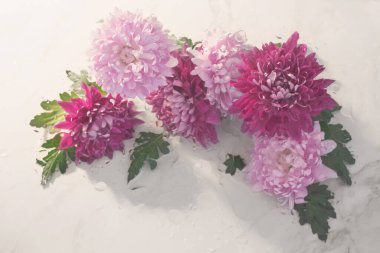 Beyaz zemin üzerinde yağmur damlalarıyla pembe ve mor kasımpatı