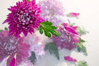 Beyaz zemin üzerinde yağmur damlalarıyla pembe ve mor kasımpatı