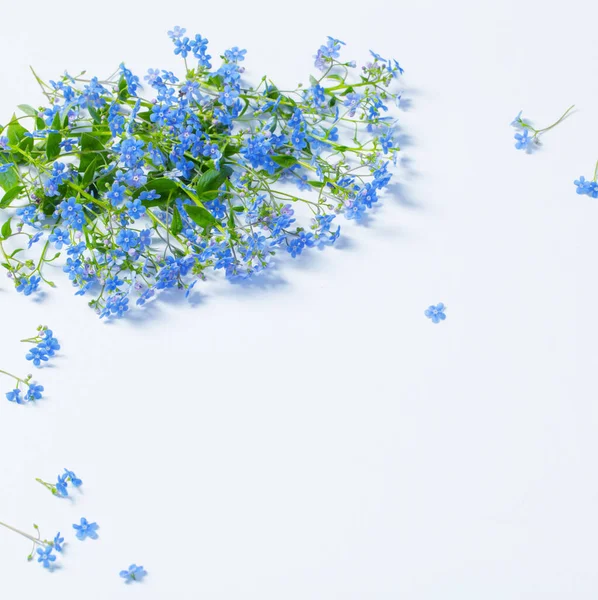 Forget Flowers White Background — Stock Photo, Image