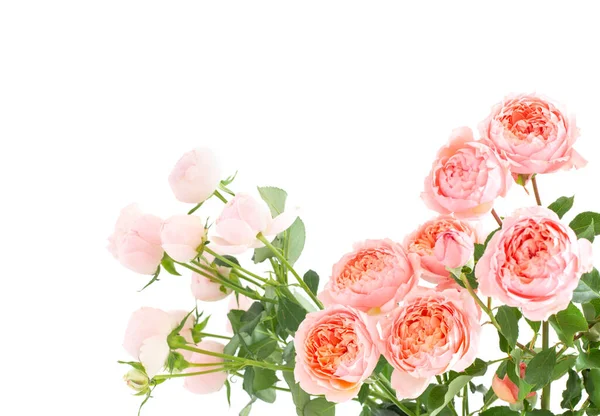 Piękne Róże Kwiaty Bukiet Izolowane Białym Tle — Zdjęcie stockowe