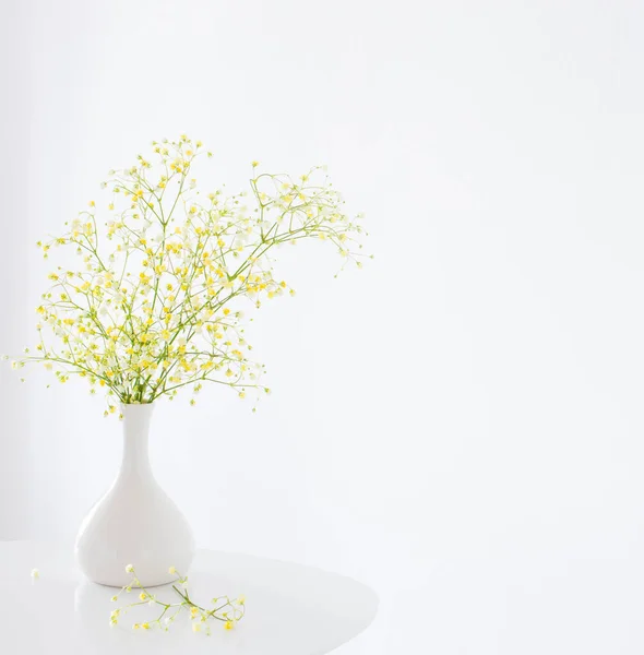 Gypsophila Amarelo Vaso Branco Fundo Branco — Fotografia de Stock